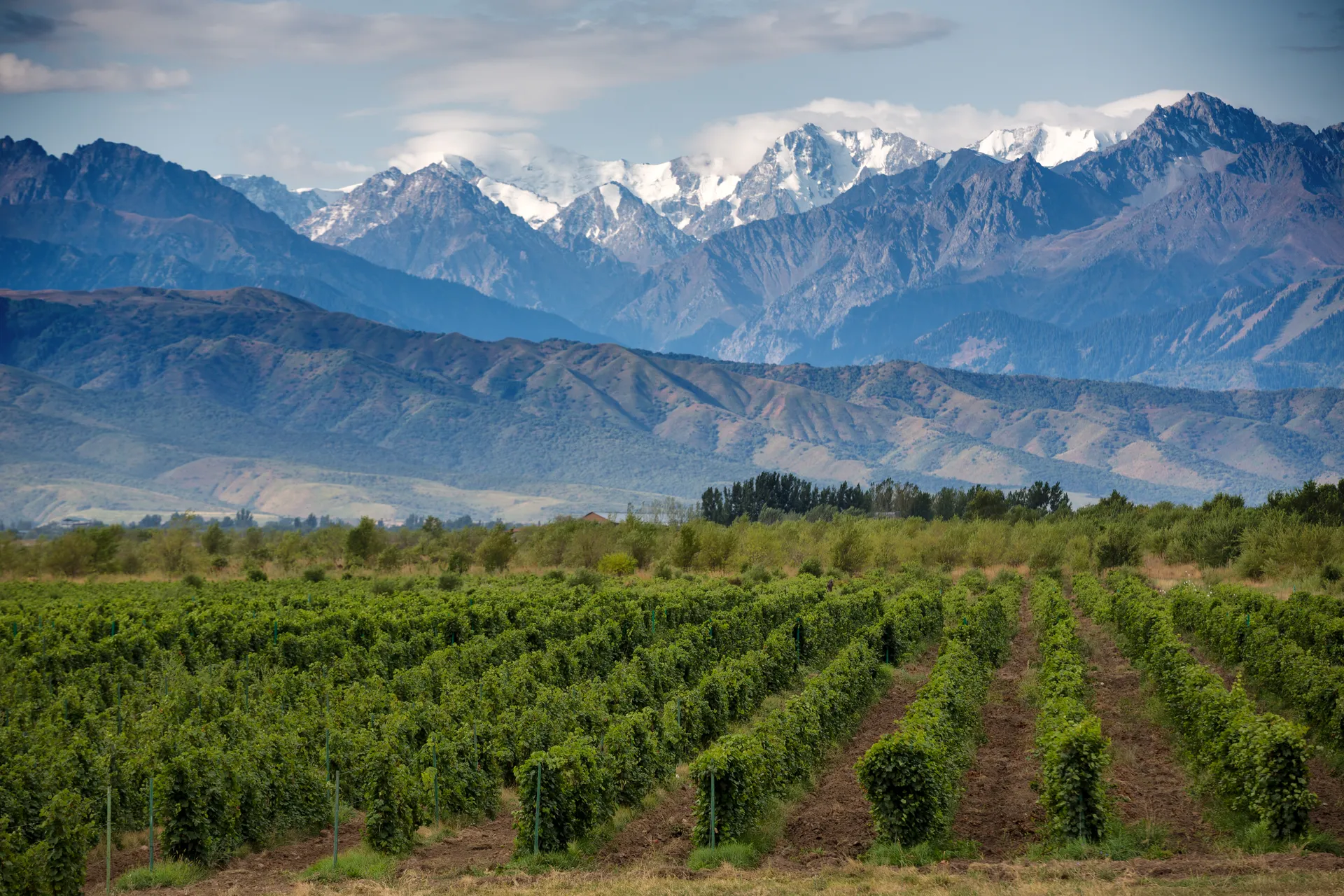 Mendoza