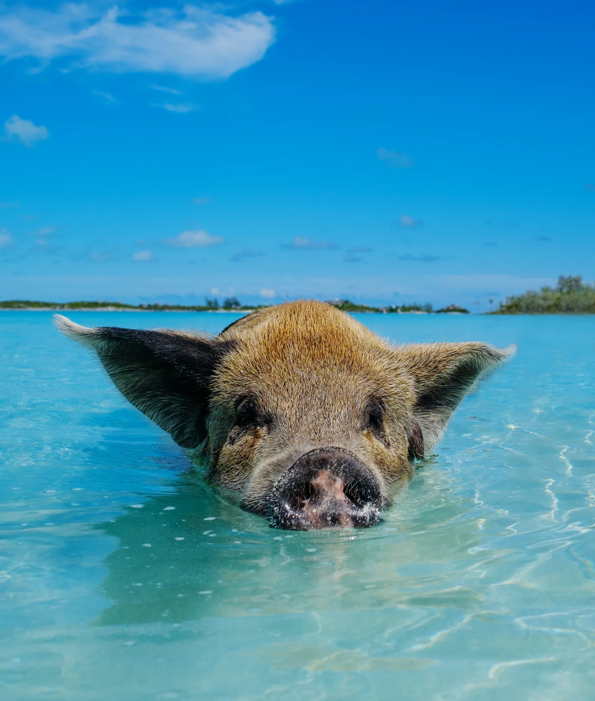 Bahamas 6
