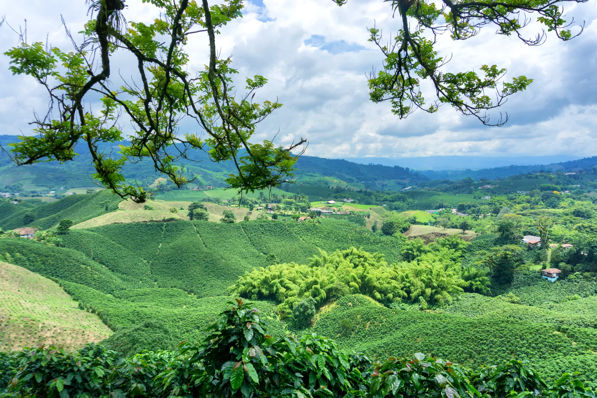 Paisaje Cultural Cafetero 6