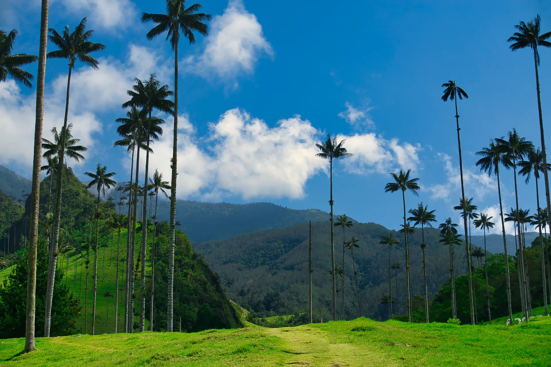 Paisaje Cultural Cafetero